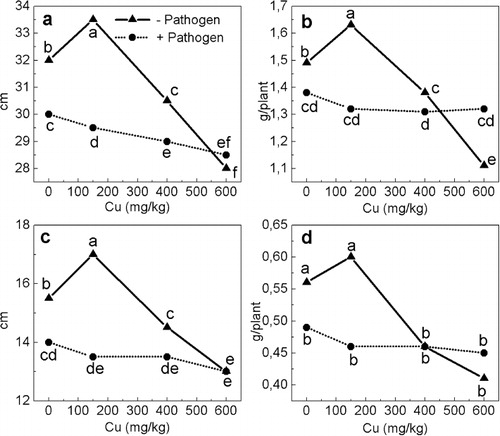 Figure 1. Effect of excess Cu and Fusarium culmorum infection on shoot length (a), shoot fresh biomass (b), root length (c), and root fresh biomass (d) of wheat plants. Values with the same letter are not significantly different at p=0.05 according to Fischer's LSD test (n=20). −Pathogen = healthy plants; +Pathogen = diseased plants.