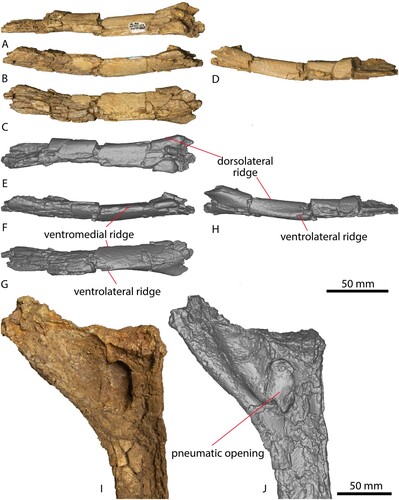 FIGURE 2. AODF 663 left cervical rib and dorsal rib. Left cervical rib photographs in A, dorsal, B, medial, C, ventral, D, lateral views. Left cervical rib digital models in E, dorsal, F, medial, G, ventral, H, lateral views. Dorsal rib photograph in I, posterior view. Dorsal rib digital model in J, posterior view.