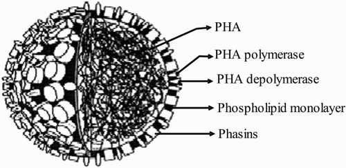 Figure 5. The ideal PHA granule surrounded by phospholipids membrane and crystalline protein.