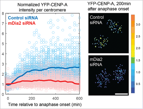 Figure 2. High resolution quantitative live-cell imaging for systematically measurement of total CENP-A levels at centromeres in real time. Left: overlaid plots showing ratiometric measurement of YFP-CENP-A levels from centromeres in multiple cells (light blue/red circles are raw data points, and dark blue/red lines are sample averages). Right: 2 representative frames of cells with YFP-CENP-A on the centromeres pseudocolored based on intensity levels. (Data were replotted from Liu and Mao., JCB, 2016Citation30 Scale bar, 10 µm.).