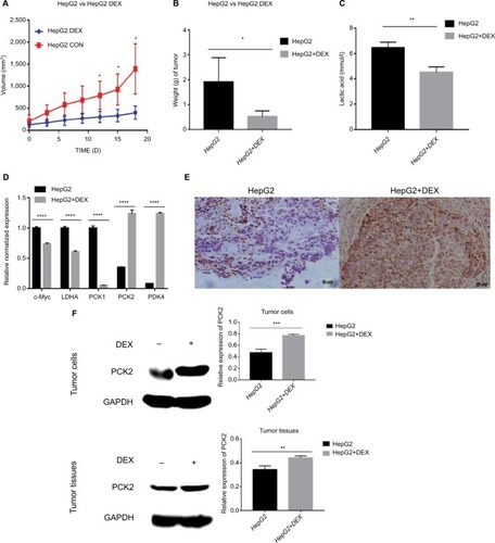 Figure 2 DEX inhibits HepG2 cells in vivo and its mechanisms.Notes: DEX inhibits the growth of HEPG2 solid tumor volume and weight in vivo. After 12 days of DEX treatment, the difference in solid tumor volume between the control and the DEX groups was statistically significant. At the end of the experiment, solid tumors were weighed, and the difference in solid tumor weight between the control and the DEX groups was statistically significant (A and B). DEX inhibits the production of lactic acid in a cell culture medium. After DEX treatment, the lactic acid content in the medium was significantly reduced, and the difference was statistically significant, indicating that DEX can inhibit the glycolysis of HepG2 cells (C). Detection of expression of genes involved in glucose metabolism by DEX by real-time PCR (D). After DEX treatment, the expression of c-Myc, LDHA, and PCK1 in HepG2 cells was significantly decreased, whereas the expression of PCK2 and PDK4 was significantly increased. The difference was statistically significant; detection of the effect of DEX on the expression of PCK2 in HEPG2 xenografts by immunohistochemical (E). Western detection of the effect of DEX on PCK2, c-Myc, and p-mTOR in HEPG2 cells and tissues. After treatment with DEX, PCK2 was upregulated, c-Myc was downregulated, and p-mTOR was downregulated in HepG2 cells and solid tumors. The difference was statistically significant (F–H). Relationship between expression of PCK2 and patient prognosis of liver cancer in KM plotter database. Hepatocellular carcinoma patients with high expression of PCK2 had longer overall survival than patients with low expression of PCK2. The difference is statistically significant (I). All data were analyzed by using the chi-squared test. P<0.05 was considered to be significant (*P<0.05, **P<0.01, ***P<0.001, ****P<0.0001).Abbreviations: DEX, dexamethasone; p-mTOR, phosphor-mammalian target of rapamycin.