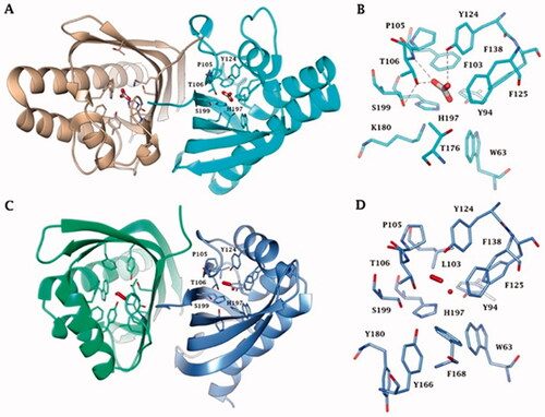 Figure 4. (A) Ribbon upper view and (B) binding site view of AspCA (ι-CA from Anabaena cyanobacterium) in complex with HCO3- (PDB 7C5V), (C) Ribbon upper view and (D) binding site view of XcaCA (ι-CA from X. campestris) in complex with putative HCO3- (PDB 3H51). Residue numbers according to AspCA (PDB 7C5V).