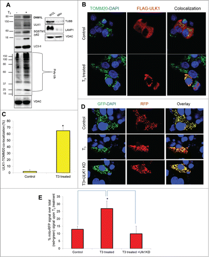 Figure 9. Mitophagy proteins translocate to mitochondria and are necessary for T3 stimulation of mitophagy. (A) Immunoblot showing mitochondrial protein ubiquitination and localization of ULK1, SQSTM1, LC3B-II, and DNM1L proteins in isolated mitochondrial fraction from T3 (100 nM/48 h)-treated THRB-HepG2 cells. Purity/enrichment of the mitochondrial fraction (Mito) was verified by the absence of TUBB/β-tubulin (cytosolic) and LAMP1 (lysosomal) relative to its level in the whole cell lysate (WCL) for the same amount of VDAC levels. (B) THRB-HepG2 cells transfected with Flag-ULK1 construct were treated with T3 (100 nM/48 h) and subsequently, immunostained with anti-TOMM20 (green) and anti-Flag (red) antibodies (40X magnification). Nuclei were stained with DAPI. In the fluorescent images, yellow color indicates the colocalization of ULK1 to the mitochondria. (C) Quantification of colocalization of Flag-ULK1 in the mitochondria (at least 15 transfected cells per each sample in 3 different fields) was conducted with ImageJ software. Bars represent the mean of the respective individual ratios ±SD (*P < 0 .05). (D) THRB-HepG2 cells transiently expressing Mito-mRFP-EGFP were treated with 100 nM T3 for 48 h with or without ULK1 KD followed by visualization using confocal microscopy (40X magnification). Nuclei were stained with DAPI (blue). In the images, fluorescence signals indicate the expression of Mito-mRFP-EGFP targeting mitochondria: yellow color, no mitophagy; red color, mitophagy. (E) Quantitative analysis of the RFP (red) fluorescence to denote % mitophagy. Quantification of images (at least 10 transfected cells per each sample in 3 different fields) was conducted with ImageJ software. Bars represent the mean of the respective individual ratios ±SD (*P < 0 .05).