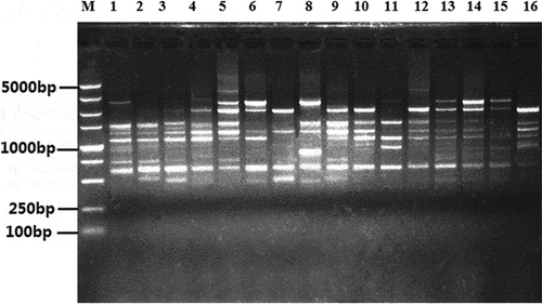 Fig. 2 An example of the ISSR polymorphism of Rhizoctonia solani AG-1 IA isolates revealed by using ISSR primer EZ27. (Left to right: lane M, molecular weight marker DL5000 DNA ladder; lanes 1–16 represent the isolates).