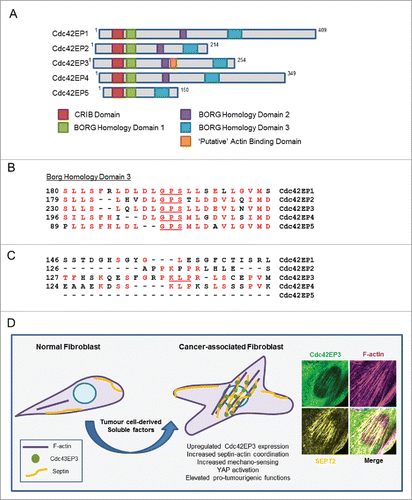 Figure 5. The Cdc42EP/BORG family of Cdc42 effectors. (A) Schematic showing the different BORG protein domains. (B) The BORG homology 3 (BD3) domains of Cdc42EP1-5, with conserved residues in red. Key residues within that region are underlined. (C) Direct alignments of the putative actin binding domain of Cdc42EP3, in comparison with other BORGs. This domain is absent in Cdc42EP5. Conserved residues are in red, key residues are underlined. (D) Model outlining the role of Cdc42EP3 and septins in the emergence of CAFs. Tumor cell-derived soluble factors promote the upregulation of Cdc42EP3 expression in NFs. This results in an altered cytoskeletal network with increased septin-actin cohesion and isomeric tension. As a result, cellular responses to mechanical stimulation are potentiated, leading to signaling and transcriptional adaptations (e.g. YAP activation) required for the emergence of a fully activated CAF phenotype. (Right) Immunofluorescence of the perinuclear region in CAFs, showing co-localization of Cdc42EP3 (green), F-actin (magenta) and SEPT2 (yellow).