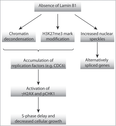 Figure 4. Schematic representation of the proposed model of action by which NL affects high-order chromatin organization, DNA replication and transcriptional activity.
