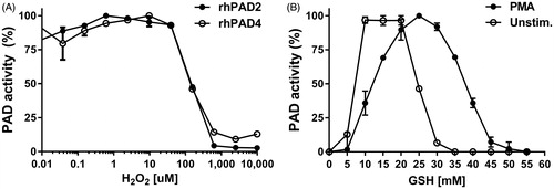 Figure 1. Effect of ROS on PAD activity. (A) Microtiter wells were coated with human fibrinogen and incubated for 3 h at room temperature with rhPAD2 (300 ng/ml) or rhPAD4 (3000 ng/ml) in 100 mM Tris-HCl including 15 mM reduced glutathione (GSH) and 5 mM CaCl2. (B) Supernatants from unstimulated leukocytes or leukocytes stimulated with PMA for 30 min. were added 1:1 to wells containing rhPAD2 (300 ng/ml) in 100 mM Tris-HCl including various concentrations of glutathione (GSH) and 5 mM CaCl2. In both experiments, mAb 20B2 recognizing a citrullinated epitope on fibrinogen was used as probe. PAD activity is shown as per cent of maximal activity for each isoform, expressed as mean and range of duplicate measurements.