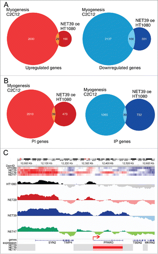 Figure 5. Comparison of NET39-effected changes in the heterologous HT1080 fibroblasts and in myogenesis. (A) Overlap between genes altered in expression (microarray results) by the function of exogenously contributed NET39 in HT1080 fibroblasts and all genes changing during C2C12 in vitro myogenesis taken from Robson et al.Citation6 The Venn diagram on the left shows the genes upregulated by NET39 in HT1080 fibroblasts and upregulated during myogenesis while that on the right shows those downregulated in both cases. Data available in Supplementary Table S3. (B) Overlap between genes altered in position (laminB1-DamID results) by NET39 in HT1080 fibroblasts and all genes changing position during C2C12 in vitro myogenesis taken from Robson et al., 2016. The Venn diagram on the left shows the genes moving to the interior (PI) due to NET39 in HT1080 fibroblasts and moving to the interior during myogenesis while that on the right shows those moving to the periphery (IP) in both cases. Data available in Supplementary Table S3. (C) DamID traces displaying the log2(lamin B1-Dam/ soluble Dam) values for the control untransfected and the stable lines expressing each of the 3 NETs are plotted for the neighborhood of PPARG. Top heatmaps illustrate the DamID signal over the same region for each NET and control HT1080 cells (blue = low, red = high). Bottom heatmaps indicate the expression changes for the genes in the area (blue = downregulated, red = upregulated). The DamID signal is significantly increased over PPARG on the NET39 overexpression cell line, while its expression increases. A small LAD covers the PPARG promoter/transcriptional start site (indicated by the red arrow) in the control cells, but the promoter area loses the signal in the NET39 overexpression cell line.