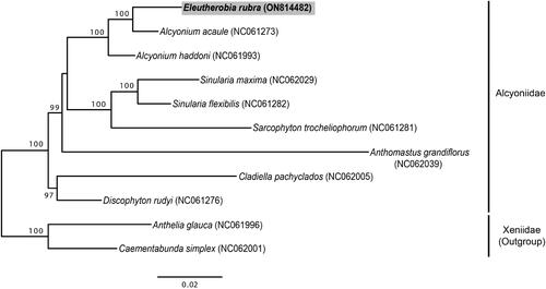 Figure 3. Maximum-likelihood tree based on concatenated 14 PCGs sequence dataset from 11 Malacalcyonacea species. Two Xeniidae species (Anthelia glauca and Caementabunda simplex) were used as outgroups. GenBank accession numbers of each sequence are marked behind their corresponding species names in the tree. Sequence obtained in this study is in bold.