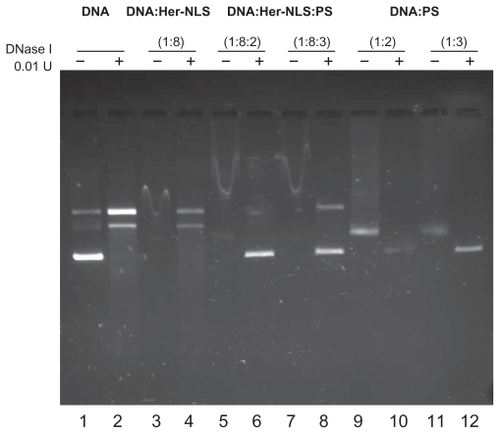 Figure 2 DNase I protection assay of the fusion protein Her-NLS. Plasmid pCMV- βgal (0.2μg) was incubated in 1 × Hepes buffer saline (pH 7.4) with increasing amounts of the purified protein corresponding to the charge ratio indicated above lanes 3, 5, and 7 (minus DNase I) and 4, 6, and 8 (plus DNase I). The samples were loaded along with control plasmid DNA (lane 1) and in the presence of DNase I (lane 2). Lanes 9 and 11 indicate untreated DNA:protamine sulfate complexes, while lanes 10 and 12 correspond to DNA:protamine sulfate complexes treated with DNase I. DNase I-treated samples were extracted with phenol-chloroform and loaded along with untreated samples and electrophoresed on 1% agarose gel in Tris-acetate-ethylenediaminetetraacetate buffer. Gels were visualized by staining with ethidium bromide.Abbreviation: NLS, nuclear localization sequence.