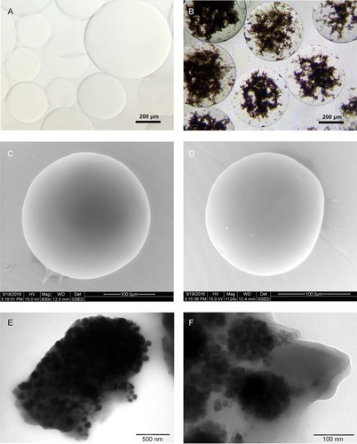 Figure 2 Morphology of microspheres.Notes: BMs under optical microscope (A); FNMs under optical microscope (B); BMs under ESEM (C); FNMs under ESEM (D); FNMs under TEM at a magnification of 8 k (E) and 50 k (F).Abbreviations: BMs, blank polymer microspheres; FNMs, magnetic polymer microspheres; ESEM, environmental scanning electron microscope; TEM, transmission electron microscopy.