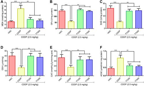 Figure 4 Effect of TT on brain oxidative stress biomarkers (A) MDA, (B) GPx, (C) SOD, (D) GSH, (E) CAT and (F) brain acetylcholinesterase activity in CDDP-induced neurotoxicity in rats. Results are expressed as mean ±SD (n=6) and analyzed using one-way ANOVA followed by Tukey's post hoc test. *p<0.001 indicates significant difference compared to HNC group; **p<0.001 indicates significant difference compared to CDDP group.