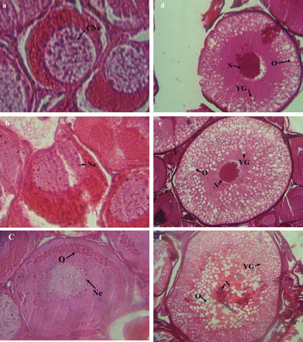 Figure 1.  Cross section of ovary of Caspian brown trout (Salmo trutta caspius) at different stages of development. (a) Stage I: Chromatin nucleolus stage (in Out). (b) Stage II: Perinucleolus stage (in September). (c) Stage III: Oil droplet stage (in October). (d) Stage IV: Cortical alveoli stage (Early yolk globule stage) (in November). (e) Stage V: mid yolk globule stage (in December). (f) Stage VI: advanced mid yolk globule stage (in January). See text for description of stages. Sg, spermatogonia; Sc, spermatocyte; St, spermatid and Sz, spermatozoa. YG, yolk globule; N, nucleus’ CNe, chromatin nucleolus; Ne, nucleolus; O, oil droplets. HE ×40.