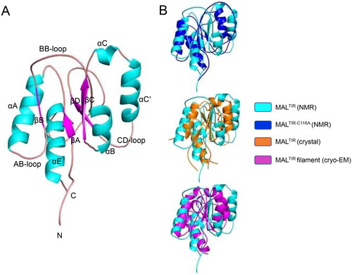 Figure 1. Solution NMR structure of MALTIR. (A) MALTIR structure demonstrates a typical TIR-domain fold with parallel β-strands surrounded by α-helices, as labelled (α-helices, β-strands and loops are coloured in cyan, magenta and salmon, respectively). (B) Superposition of the solution NMR structures of MALTIR (this work; PDB ID: 8JZM) and MALTIR-C116A (PDB ID: 2NDH, top panel), X-ray crystal structure (PDB ID: 2Y92, middle panel) and a monomer of MALTIR higher-order assembly cryo-EM structure (PDB ID: 5UZB, bottom panel). The inset shows the corresponding colours. The orientation of the superpositions is the same as panel A. In this orientation, the stable (e.g., αA, αE and βA) and disordered (e.g., part of αB, αC and αC′) segments of MALTIR are broadly located on the left and right side of the molecule, respectively.