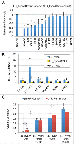 Figure 5. Activation of SMAD signaling at low cell density and contribution of ROS signaling. (A) Smad7 overexpression changes the gene expression profile of LNCaP* cells under LD_hypo conditions. Ratios of mRNA species levels measured by RT-qPCR in pTRIP-mSMAD7 and pTRIP-control transduced cell populations cultured under LD_hypo conditions were averaged from 2 experiments using independent cell populations. Stars indicate significance of the decreased mRNA species accumulation upon murine Smad7 overexpression. (B) Glutathione supplementation reduces the activation of SMAD signaling at low density. Relative mRNA levels measured by RT-qPCR under LD_hypo, LD_hypo+glutathione and MD_hypo conditions were averaged from 4–5, 2 and 7–9 cell culture experiments, respectively. Stars indicate statistical significance of the difference in mRNA levels between cells cultured in LD_hypo and LD_hypo+glutathione. (C) Lack of additive effects between Smad7 overexpression and glutathione treatment on cloning efficiency. Cloning efficiency of pTRIP-control and pTRIP-mSmad7 transduced cell populations were measured under the indicated cell culture conditions. Data were averaged from 2 to 5 experiments made with 2 independent control and 2 independent Smad7 transduced cell populations processed in parallel. Stars indicate significance of the differences in cloning efficiency. Data are presented as mean ± s.d.