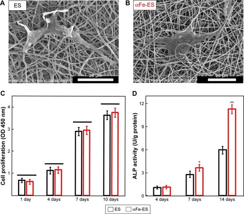 Figure 6 Cell morphology and ALP activity of ADSCs cultured on the scaffolds. Cell morphology on the scaffolds by SEM at 2 days after seeding on ES (A) and αFe-ES (B). (C) Cell proliferation on ES and αFe-ES. (D) ALP activities of seeded cells at 4, 7, and 14 days after seeding (n=4).Note: *P<0.05, **P<0.01.Abbreviations: αFeNP, hydrophilic hematite nanoparticle; αFe-ES, αFeNPs-assembled electrospun scaffold; ADSC, adipose-derived stem cell; ALP, alkaline phosphatase; ES, untreated electrospun scaffold; OD, optical density; SEM, scanning electron microscopy.