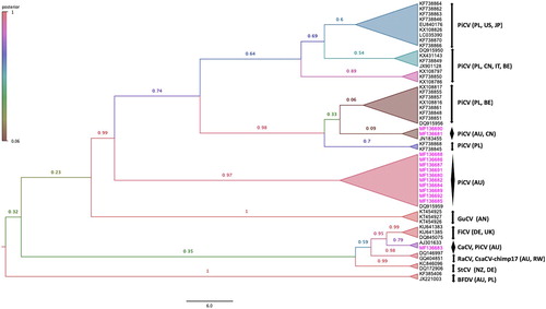 Figure 3. Bayesian phylogenetic inference of evolutionary relationships amongst 13 partial rep genes of PiCV sequences isolated in this study with 41 other selected partial rep gene sequences from other circoviruses. A maximum clade credibility tree was automatically rooted in Beast v1.8.3 (GTR + I+G4 substitution model, an uncorrelated relaxed lognormal clock model, and coalescent Bayesian skyline prior). FigTreev1.4.2 was used to generate the consensus tree. Labels at branch tips refer to GenBank accession number, and highlighted using different virus abbreviations (PiCV: Pigeon circovirus, GuCV: Gull circovirus, CaCV: Canary circovirus, FiCV: Finch circovirus, RaCV: Raven circovirus, CsaCV-chimp17: Chimpanzee stool avian-like circovirus-chimp17, StCV: Starling circovirus, BFDV: Beak and feather disease virus), followed by the country of origin code in parentheses (Australia: AU, Poland: PL, New Zealand: NZ, the Netherlands: AN, Germany: DE, Rwanda: RW, United Kingdom: UK, Belgium: BE, China: CN, Japan: JP, United States of America: US, Italy: IT). Clade posterior probability values are shown at tree nodes. Branch supports are collapsed and highlighted as different colours according to posterior probability. Pink taxa highlight the PiCV sequences isolated in this study from feral pigeons geographically located in Australia (colour online only).