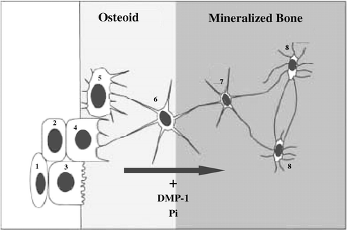 Fig. 4. Transitional stages from preosteoblasts to osteocytes: model for positive effects of both dentin matrix protein-1 (DMP-1) and Pi for mineralization and osteocyte maturation. 1 = proliferating preosteoblast, 2 = preosteoblastic osteoblast, 3 = osteoblast, 4 = osteoblastic osteocyte (type I osteocyte), 5 = osteoid osteocyte (type II osteocyte), 6 = type III osteocyte, 7 = young osteocyte, 8 = old osteocyte, osteoid = unmineralized bone. The arrow indicates the transition from osteoblast to osteocyte differentiation and maturation. Both DMP-1 and Pi appear to be required for mineralization and maturation of osteoblasts into osteocytes. As described in the text, osteocytes are the main cells producing fibroblast growth factor-23 (FGF-23). (Adapted from diagrams presented in Franz-Odendaal et al. [33], Dallas and Bonewald [36], and Zhang et al. [Citation37].)