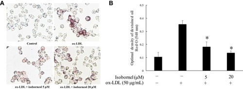 Figure 2 Isoborneol attenuates ox-LDL-induced lipid accumulation in macrophage foam cells. (A) RAW 264.7 macrophages were pretreated with isoborneol for 24 hrs, and then stimulated with 50 µg/mL ox-LDL for 24 hrs. After incubation, the extent of lipid loading was assessed by Oil Red O staining. The cells were observed with bright-field microscopy. The magnification of each panel is ×400. (B) The lipid content in RAW 264.7 macrophages after treating with or without Isoborneol. Values are the means ± SD from at least three separate experiments. *P<0.05 vs the control was treated with vehicle (zero ox-LDL and zero isoborneol).