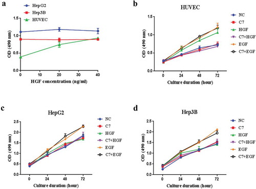 Figure 3. Effects of HGF or C7 peptide on cells growth.(a) HUVEC, HepG2 and Hep3B cells were cultured in the presence of HGF at 0, 20 and 40 ng/ml. (b&c&d) HUVEC, HepG2 and Hep3B cells were cultured in serum-reduced media and treated with C7 peptide, HGF and EGF for 24–72 h. C7: 100 μg/ml, HGF: 20 ng/ml, EGF: 10 ng/ml. Each value represents the mean ± SD of triplicate measurements.