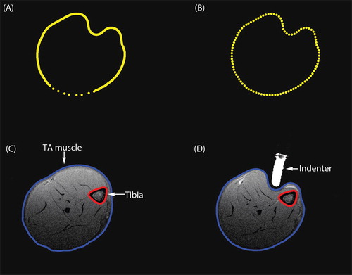Figure 1. (A) The original segmented skin contour during loading. The lower part of the skin contour was manually segmented leading to fewer contour points. (B) The redefined skin contour with equidistant points. (C–D) T1-weighted image with the skin contour in blue and the tibial contour in red. (C) before indentation, (D) during indentation.