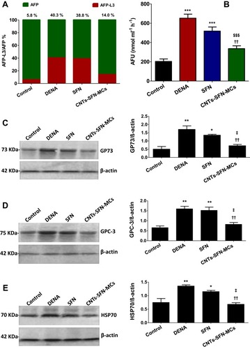 Figure 12 Serum AFP-L3% (A); AFU activity (B); representative Western blot analysis of GP73 (C), GPC-3 (D) and HSP70 (E) expression in liver tissues of different groups. (A) Bar chart showing the ratio of AFP-L3 (red) to total AFP (green). In (B), the data are presented as the mean ± SEM (n = 10). *$ and † indicate significant changes from the control, DENA, and SFN groups respectively. *$ and † indicate significant change at p<0.05; **$$ and †† indicate significant changes at p<0.01; ***$$$ and ††† indicate significant changes at p<0.001.Abbreviations: AFP, alpha-fetoprotein; AFP-L3, Lens culinaris agglutinin-reactive fraction of AFP; AFU, alpha l-fucosidase; DENA, N-nitrosodiethylamine; SFN, sorafenib; CNTs-SFN-MCs, sorafenib-loaded microcapsules; GP73, golgi protein 73; GPC-3, glypican-3; HSP70, heat shock protein.