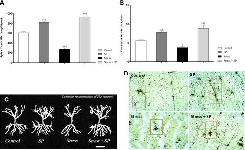 Figure 4 Apical dendritic remodeling of the BLA pyramidal neurons in stressed or non-stressed rats subjected to SP treatment. Stressed rats showed decreased dendritic length (A) and dendritic spines (B) in the BLA and treatment with SP alleviate these deficits. Computer-assisted reconstruction of BLA neurons (C). These neurons were selected because they are representative of dendritic lengths near their respective group means. (D) A photomicrograph of Golgi stained BLA neurons. Scale bar: 50 μm. Data are expressed as mean±S.E.M. In (A and B) #P = 0.01; ###P = 0.0001 than the corresponding control group; †††P = 0.0001 than the stressed group; **P = 0.001; ***P = 0.001 than the control group. Five animals were used per each group for morphological analysis.
