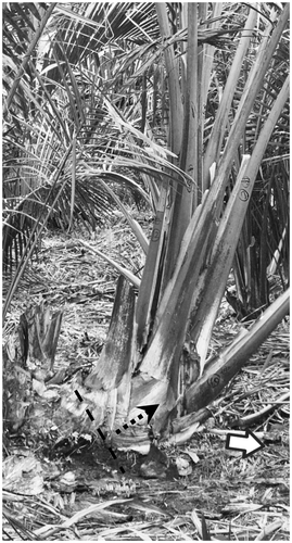 Figure 9. Area where leaves attach in the creeping growth stage. The white arrow indicates the creeping direction of the mother stem. The dashed line (—) shows the estimated nodal plane. The dashed arrow indicates the creeping direction when the daughter sucker appeared.