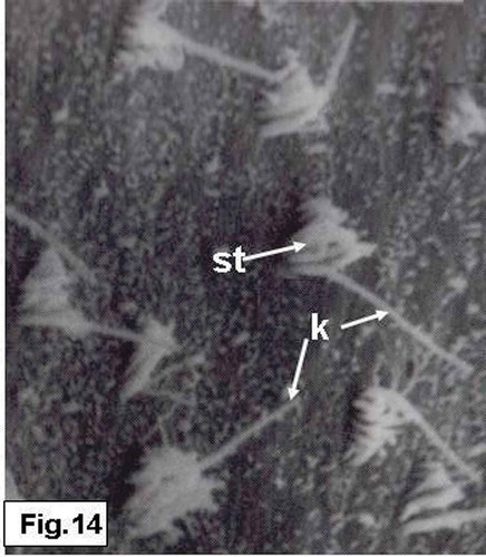 Figure 14. Hypophthalmichthys molitrix, adult specimen. SEM micrograph of the saccular sensory epithelium, showing the first type of the sensory hair bundles, each one consisted of numerous short stereocilia (st) and a kinocilium (k) which is twice as long as the longest stereocilium. 3900×.