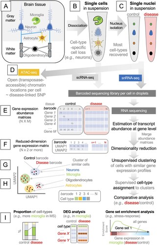 Figure 1. A highly simplified workflow of single-cell and single-nucleus isolation, RNA sequencing, and bioinformatic analysis. (A) Major cell types in the brain. Generally, gray and white matters contain neuronal cell bodies and axons, respectively. (B) Dissociating brain tissue disrupts the plasma membrane of most brain cells of neuroepithelial origin, and microglia become over-represented in a cell suspension. (C) The nuclear envelope survives dissociation, and the nuclei of most brain cells are represented in a nucleus suspension. (D) Isolated nuclei can be analyzed by assay for transposase-accessible chromatin sequencing (ATAC-seq). (E) Single-cell or single-nucleus RNA sequencing produces a gene abundance matrix per sample, where the columns represent cell-specific barcodes, and the rows represent the genes. (F) To group cells with a similar gene expression status into a cluster, non-linear dimensionality reduction techniques are used, such as Uniform Manifold Approximation and Projection (UMAP). In this example, gene expression status is now represented by two axes, UMAP1 and UMAP2. (G) Neighboring cells are grouped into clusters. (H) Each cluster is assigned with a biologically relevant label, such as cell type or status. (I) Differences between control and diseased brains are analyzed, usually using gene abundance matrices in (E). DEG: differentially expressed gene.