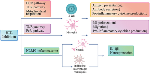 Figure 2 The overview of immunomodulatory mechanisms of BTK inhibition within CNS. In B cells, BTK inhibition dampens the capacity of antigen presentation, antibody secretion and pro-inflammatory cytokines production through BCR, TLR pathway and regulation of mitochondrial respiration. The M1 polarization toward a more pro-inflammatory profile, migration and pro-inflammatory cytokines production of microglia can be diminished by BTK inhibition. The activation of NLRP3 inflammasome in neurons and infiltrating macrophages/neutrophils can be inhibited by BTK inhibition, leading to decreased IL-1β production and neuroprotection.