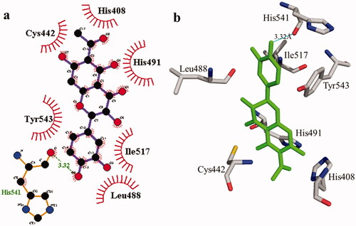 Figure 2. Interactions of compound 1 with the binding pocket of urease enzyme in 2D (a) and 3D (b). Hydrophobic interactions are depicted as half-moons, whereas dotted green lines with distances in angstrom represent hydrogen bonding.