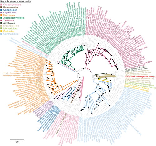 Figure 3. Maximum likelihood phylogenetic tree of a concatenated alignment of all thirteen protein encoding genes available from Amphipoda mitogenomes. Cyphocaris challengeri label is highlighted in red. Branches are colored by superfamily. Bootstrap values are indicated at nodes with a solid dot (≥75% support), open dot (≥50%, <75% support), or no dot (<50% support).