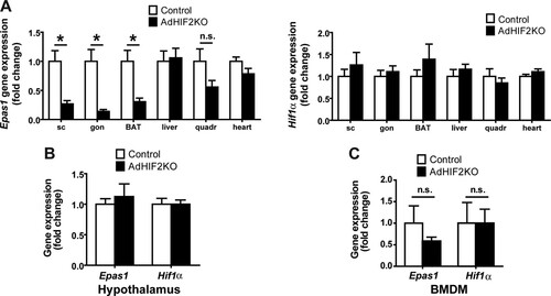 FIG 1 HIF2α deletion in AdHIF2KO mice. (A) Epas1 (Hif2α) (left) and Hif1α (right) gene expression in subcutaneous (sc) and gonadal (gon) white AT (WAT), brown AT (BAT), liver, quadriceps skeletal muscle, and heart (n = 5 to 8/group). Gene expression of control mice was set as 1. (B and C) Epas1 and Hif1α gene expression in hypothalamus (B) and bone marrow-derived macrophages (BMDM) (C). Gene expression of control mice was set as 1 (n = 3 or 4/group). Data are expressed as means ± SEMs. *, P < 0.05.