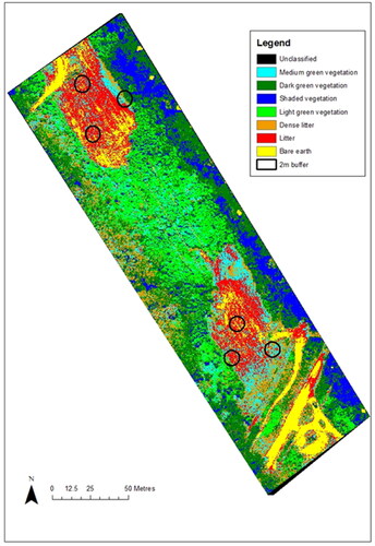 Figure 6. Classified raster image showing classified areas and the 2-m buffer zones. (ArcGIS).