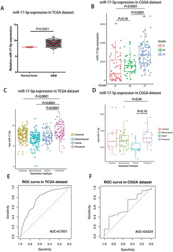 Figure 2. miR-17-5p expression was upregulated in glioblastoma and downregulated in proneural subtype.A, miR-17-5p expression in TCGA dataset. B, miR-17-5p expression in CGGA dataset. C-D, miR-17-5p expression in molecular subtypes. E-F, predictive value for proneural subtype.