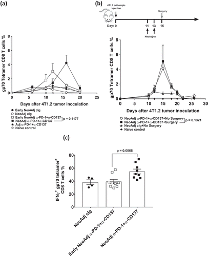 Figure 2. Duration between neoadjuvant immunotherapy and removal of primary tumor does not affect peripheral blood tumor-specific T cell expansion kinetics but attenuates its effector function.(a), In an experimental setup similar to Figure 1a, peripheral blood was collected from all groups of mice (n = 5/grp) at the indicated time point and analyzed using flow cytometry. Gating on live CD45.2+ cells of lymphocyte morphology, the proportion of gp70 tetramer+ CD8+ TCRβ+ T cells are shown. Differences between neoadjuvant anti-PD-1+anti-CD137 (day 16) and early neoadjuvant anti-PD-1+anti-CD137 (day 10) (i.e. 4 days after the start of their respective therapies) were determined by unpaired Welch’s t-test with exact p-value indicated. (b), As indicated, groups of mice were treated i.p. with neoadjuvant anti-PD-1+anti-CD137 on days 11 and 13. Some groups of mice had their primary tumors resected on day 16 (surgery) compared to others that did not (No Surgery). Peripheral blood was collected from all groups of mice at the indicated time point, and the proportion of gp70 tetramer+CD8+TCRβ+ cells are shown. Differences between neoadjuvant anti-PD-1+anti-CD137 with and without surgery at day 15 were determined by unpaired Welch’s t-test with exact p-value indicated. (a-b), Data presented as mean + SEM with one naive mouse included in both experiments. Experiments were performed once. (c), In a similar experimental setup as Figure 1a, sorted lung gp70 tetramer+ CD8+ TCRβ+ T cells (n = 8–10 mice/group with 2 lungs pooled for each sample displayed) from all groups of mice on day 20 after tumor inoculation were re-stimulated with PMA/Io for 4 h and assessed for intracellular IFNγ+ production. Data presented as mean ± SEM. Differences between neoadjuvant anti-PD-1+anti-CD137 and early neoadjuvant anti-PD-1+anti-CD137 were determined by unpaired Welch’s t-test with exact p-value indicated. Data pooled from 2 experiments.