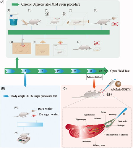 Figure 5. The procedure of CUMS model and intranasal delivery. (A) The procedure of CUMS model. (1) Swimming in ice water. (2) Light stimulation. (3) Tail clip test. (4) Reverse of day–night cycle. (5) Oscillation. (6) Electrical stimulation. (7) Water and (8) food deprivation. (B) The observation of (9) body weight and (10) sugar preference test. (C) Intranasal delivery of albiflorin-NGSTH.