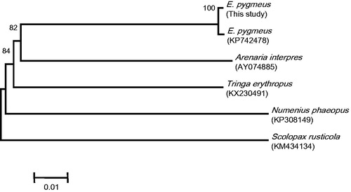 Figure 1. The neighbour-joining phylogenetic tree of spoon-billed sandpiper and four species of family Scolopacidae based on the concatenated nucleotide sequences of 13 protein-coding genes. Bootstrap replicates were performed 1000 times.