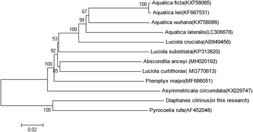 Figure 1. Molecular phylogeny of D.citrinus and 11 other firefly species based on the complete mitochondrial genome. The complete mitochondrial genome was downloaded from GenBank and the phylogenic tree was constructed by neighbour-joining method with 1000 bootstrap replicates. MtDNA accession numbers used for tree construction are as follows: Pteroptyx maipo (MF686051), Aquatica ficta (KX758085), Pyrocoelia rufa (AF452048), Aquatica leii (KF667531), Luciola curtithorax (MG770613), Aquatica wuhana (KX758086), Luciola cruciata (AB849456), Asymmetricata circumdata (KX229747), Aquatica lateralis (LC306678), Abscondita anceyi (MH020192) and Luciola substriata (recently identified as Sclerotia flavida by Ballantyne et al. Citation2016)(KP313820).