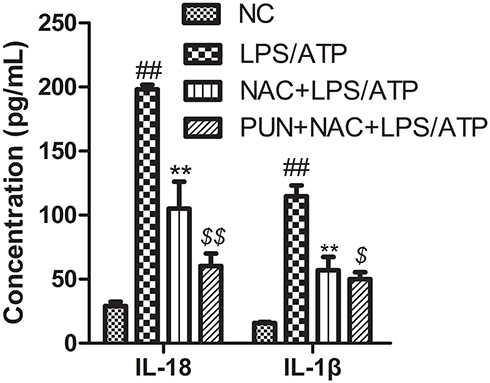 Figure 8 The concentrations of IL-1β and IL-18 in the medium determined with ELISA kits. J774A.1 cells were pretreated with NAC (10 mM) or PUN (100 μM) + NAC (10 mM), followed by treated with LPS for 5.5 h, ATP for half an hour. ##Indicates P<0.01 vs NC. **Indicates P<0.01 vs LPS/ATP stimulated cells group. $Indicates P<0.05, $$indicates P<0.01 vs NAC+LPS/ATP stimulated group. J774A.1 cells were pretreated with NAC (10 mM) or PUN (100 μM) +NAC (10 mM), followed by treated with LPS for 5.5 h, ATP for half an hour. The concentrations of IL-1β and IL-18 in the medium were determined with ELISA kits.