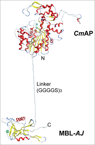Figure 3. The structural model of the Far Eastern holothurian mannan-binding hybrid lectin MBL-AJ monomer with the alkaline phosphatase CmAP (CmAP/MBL-AJ). C-terminal end of the CmAP subunit is linked via flexible linker (G4S)3 with N-terminal end of the lectin MBL-AJ subunit that allow to function domains independently from each other.Citation44 Three spheres in CmAP module indicate 2 ions Zn2+ and one ion Mg2+; one sphere in MBL-AJ indicates ion Ca2+. α-Helixes and β-strands are shown as ribbons. Unordered structures are shown as threads.