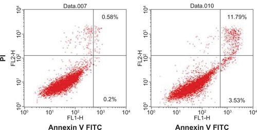 Figure 9 Induction of apoptosis as detected by annexin V (x axis) and propidium iodide (y axis) staining of HELA cells after 24 hours of treatment with naked apoptin (left) or nanoparticles loading apoptin (right). The percentage of apoptotic cells is shown.Abbreviations: PI, propidium iodide; FITC, fluorescein isothiocyanate.