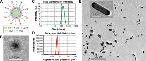 Figure 1 Characterization of GNRs and GNRs/DocL-R.Notes: (A) The compositions and structure of GNRs/DocL-R. (B) A TEM image of GNRs/DocL-R. (C) Particle size distribution of GNRs/DocL-Rby dynamic light scattering. (D) Zeta potential distribution of GNRs/DocL-R by Zetasizer. (E) A TEM image of GNRs.Abbreviations: Doc, docetaxel; GNRs, gold nanorods; GNRs/DocL-R, GNRs/Doc-liposome-RLT; TEM, transmission electron microscopy.