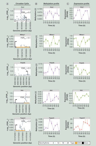 Figure 4. The CpGs and genes both showing circadian rhythmicity.Genomic locations of circadian CpGs, CpG methylation and gene expression profiles over time for Cry1, Mblac1, Paip2b, Pif1 and Tspan4. (A) Circadian CpGs. x-axis: Genomic position of CpGs (left bottom, chromosome ID); y-axis, statistical significance of rhythmicity (-log10FDR) calculated by RAIN [Citation23]. (B) CpG methylation profile over time. x-axis, time in hours; y-axis, methylation β-values (percent methylation/100). (C) Gene expression profile over time. x-axis, time in hours; y-axis, gene expression in RPKM. The dots on panel (B) and (C) represent the median while bars show the IQR. Color code represents the peak time (acrophase): purple, 6 h; turquoise, 12 h; green, 18 h; orange, 24 h. Genomic features on first panel are shown as CDS in yellow and exons in black.CDS: Coding sequence; FDR: False discovery rate; IQR: Interquartile range; RPKM: Reads per kilobase million.