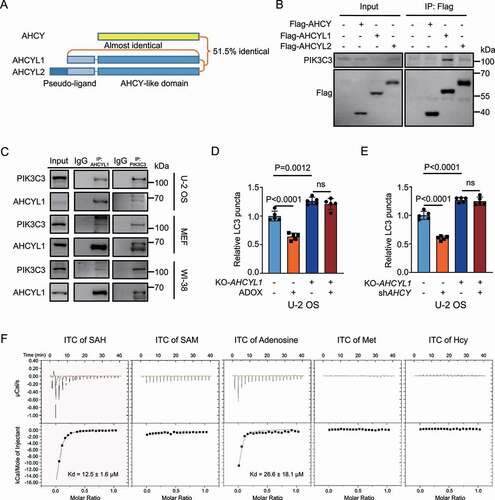 Figure 2. AHCYL1 senses SAH and mediates autophagy inhibition by SAH. (A) A schematic map of AHCY, AHCYL1 and AHCYL2. (B) Exogenous AHCYL1 readily binds with endogenous PIK3C3. Flag-AHCY, Flag-AHCYL1 and Flag-AHCYL2 were expressed in 293 T cells for Co-IP analysis. (C) Endogenous AHCYL1 interacts with endogenous PIK3C3 in U-2 OS, MEF and WI-38 Cells. (D) and (E) AHCYL1 is required for autophagy inhibition by SAH accumulation. In U-2 OS cells, KO-AHCYL1 increased LC3 puncta. ADOX decreased LC3 puncta and KO-AHCYL1 abolished the effect by ADOX. KD-AHCY showed similar results. (F) Demonstration of interactions between AHCYL1 and SAH, SAM, adenosine, Met, or Hcy by ITC. Bars and error bars represent mean values and SDs, respectively. The Two-way ANOVA was used for D and E. ns represents no significance, defined as P > 0.05. N = 5 in D and E.