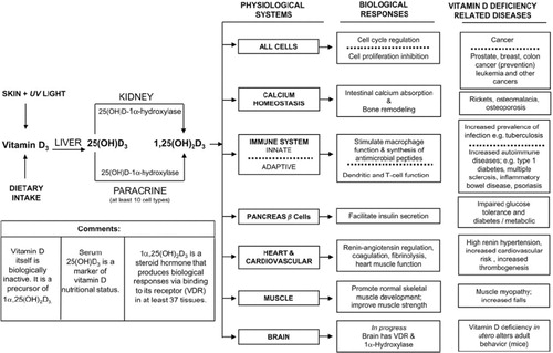 Figure 1 Overview of vitamin D and its role on physiological systems and the biological responses as well as possible vitamin D-related diseases. The three columns on the right side, respectively, indicate the following: physiological systems (the six physiological systems that the essential nutrient vitamin D3 supports by its metabolism to 25(OH)D3 and 1α,25(OH)2D3); biological responses (examples of biological responses generated by 1α,25(OH)2D3 in the six physiological systems); and vitamin D-deficient-related diseases (identifies for each system some of the disease states that are associated with an inadequate vitamin D nutritional status) (Citation8).