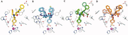 Figure 5. Superimposition of the crystallographic binding orientations adopted in the active site of hCA II (grey) [Citation36] and hCA IX-mimic (light blue) for A) 41, B) 42, C) 46, and D) 48. Colours are as in Figure 6 of Bonardi et al. [Citation36] and Figure 4.