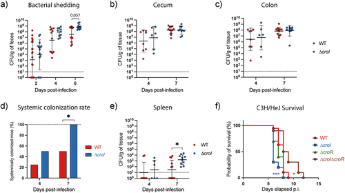 Figure 5. C. rodentium ∆croI displays increased pathogenicity in C57BL/6J and C3H/HeJ mouse infection models. (a) Fecal shedding of C. rodentium throughout the infection time course. Data were analyzed using a mixed-effects model with geisser-greenhouse correction (time × strain: p = 0.0037) to account for the repeated measurements of the same mice across the time. A Wilcoxon rank test using Holm-Šidák correction for multiple comparisons was utilized to evaluate differences at each individual timepoint. (b,c) C. rodentium burden in cecal and colonic contents measured at day 4 and 7 post-infection (p.i.). (d,e) Systemic colonization found in whole spleens at day 4 and 7 post-infection. (d) Success rate of C. rodentium spleen colonization. Statistical analysis was calculated using Fisher’s exact test. (e) CFU burden found in whole spleens. (f) Survival of susceptible C3H/HeJ mice infected with WT, ∆croI, ∆croR and ∆croI∆croR strains of C. rodentium reveals an increased morbidity and mortality in mice infected with the ∆croI strain as compared to WT infection. For WT an N = 16 was used, while for each of the mutant strains tested an N = 10 mice was used instead. Statistics were calculated using a Gehan-Breslow-Wilcoxon test comparing each strain against WT C. rodentium. (a-c, e) Lines represent geometric mean ± geometric standard deviation, with an N = 6–12 mice per group. The limit of detection was displayed as a dotted line. Statistical analysis was performed by using a Mann-Whitney test.