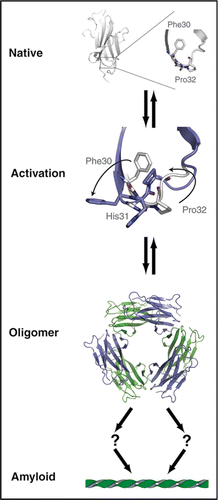 Figure 3 Unified model of β2m amyloid formation: Under physiological conditions, β2m exists as a stable, well folded monomer (upper panel, PDB 2CLRCitation43) characterized in part by a conserved cis proline at residue 32. Upon exposure to a variety of amyloigenic triggers the native structure is perturbed and amyloid formation commences. We have shown (Cu2+ or P32X mutation) or conjectured (limited proteolysis or acidic pH) that this transition involves rotation of Phe30 from the hydrophobic core toward solvent and the cis-trans isomerization of Pro32.Citation20,Citation25 We postulate that all pathways converge on a state resembling the activated monomer (M*) in which broad rearrangements occur to compensate for the cavity left by movement of Phe30. These rearrangements precede oligomerization which terminates in a hexamer.Citation10,Citation20,Citation25 The path from oligomer to mature aggregate is not known, however, as the hexamer represents a closed state, aggregation likely requires a ring-breaking event.